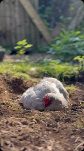 240 reactions · 7 comments | Rain is back - Booooooo!!! So enjoy a wee bath with Bluebell and Pearl t’other day ❤️ She has well and truly settled in and loves her sisters!! Sunday is going to be the only decent day so we are heading to the coast, the Ruffle will be Bank Holiday Monday  I will update numbers tomorrow and one last post to drum up last minute ticket sales ❤️xx | Belle and Fleur say NO to the Cruelty of Eggs | Facebook
