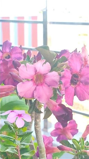 Bunch of flowers at Adenium #adenium #flowers #short #youtubeshorts #shortvideo #trending #gardening