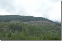 missing trees in Vancouver Island logging photos