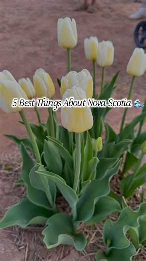 5 Best Things About Nova Scotia 🌊 #atlanticcanada #canada