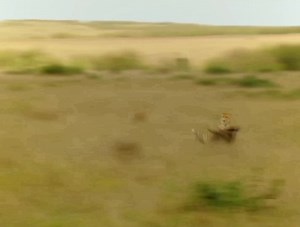 8.2K views · 109 reactions |  Wildebeest vs Cheetah in Masai Mara –...
