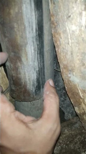 What kind of Eggs are Inside a Wasp? #birdnest #birds #nature #naturelovers #eggart