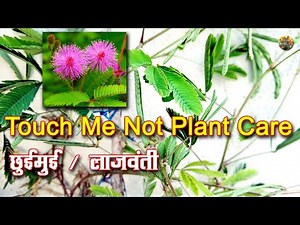Touch Me Not Plant Care || छुईमुई || लाजवंती #lajwanti #chuimui