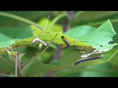 Catalpa moth caterpillars in trouble