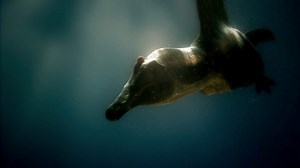 The underwater hunting technique of a Spinosaurus