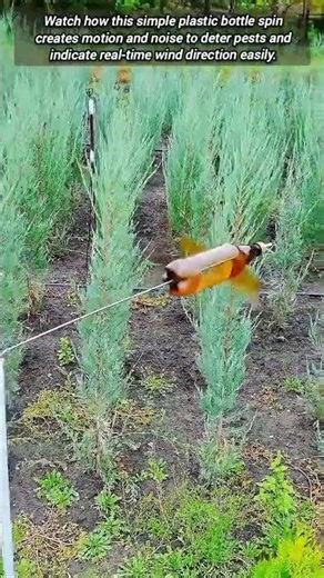 Creative DIY Plastic Bottle Scarecrow and Wind Direction Indicator