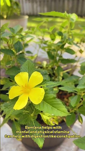 Benefits Of Damiana That Can Help You