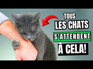 The Invisible Rules of Cats Every Human Should Know