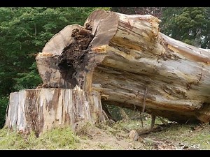 Big stump removal - stump grinding by Chris
