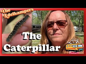 How to Create a Habitat for your Caterpillar | Road Schooling While Full Time RV Living