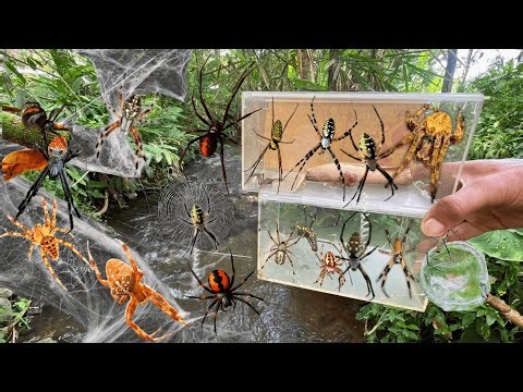 Hunting Top Spider In The River ‼️ Weaver orb, Strawberry Spider, Golden Orb Spider
