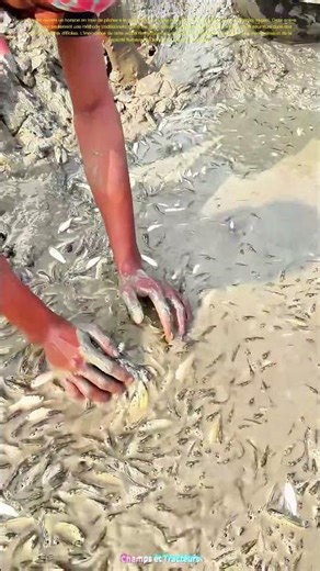 La pêche manuelle : Comment attraper des poissons dans la boue révèle des techniques ancestrales