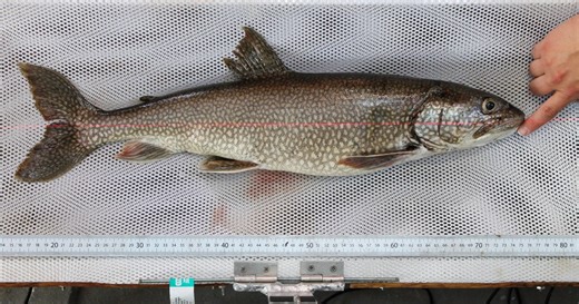 62-year-old fish caught in Lake Superior thought to be oldest-ever trout