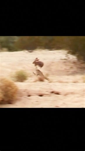 12M views · 947 reactions | Rabbit flying upon the Eagle 礪 #rabbit #eagle #animals #trending #instagram #explore #birds #birdlovers #animalsofinstagram #petstagram #dogsofinstagram #catsofinstagram #cuteanimal #Wildlife #wildanimals #animallovers #nature #goldenretriever #LabradorRetriever #germanshepherd #birdsofinstagram #Equestrian #birdwatching #wildlifephotography #sky #tree #green | Bird Lovers | Facebook