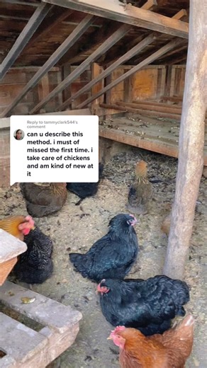 Deep Litter Method: Bedding Tips for Your Chicken Coop