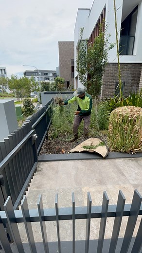 74K views · 407 reactions | Hands weeding   For more watching please follow: #davidsmowingsydney #satisfying #transformation #oddlysatisfying #australia #sydney #garden #gardening #foryou #fyp #fypシ #makeover #ChristmasShopping #business #trending #melbourne #gym #asmr #workout #weeding #art #naturelovers #fashion #beforeandafter #beach #pool #newyear #happy #uk #usa | David's Mowing Sydney NSW | Facebook