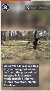 197K views · 1.6K reactions | This hummingbird is rescued after it gets stuck in a screen. | storyful | Facebook
