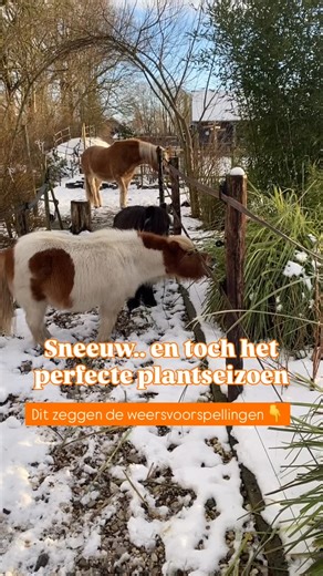 Heel Nederland is bedekt in een laag sneeuw ☃️ Nu is niet het moment om aan te planten, dat vinden de plantjes niet zo leuk❌ Maar het is wel het perfecte plantenseizoen🌱 Ik zal je uitleggen waarom. Deze winter is uitzonderlijk gunstig om aan te planten in vergelijking met de afgelopen 10 jaar. We hebben de afgelopen decennia al jarenlang zachte winters. Niet incidenteel, maar als trend door klimaatverandering. Maar deze winter voorspelt de KNMI iets wat ik al heel lang niet meer heb gezien en d