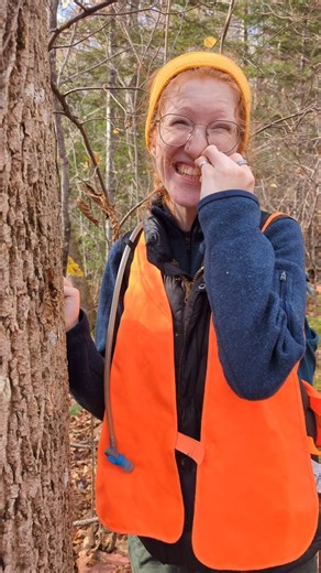 Nature Trust of New Brunswick on Instagram: "🌳 ✨ Why do we like white ash? Simple — they grow really big and really strong! Found on our new fundraising property along the Oromocto River, this near threatened white ash (Fraxinus americana) grows tall and strong alongside other mature hardwoods like ironwood and red oak. Right now, YOU can help us protect this beautiful and ecologically vital land by donating to our Together for 100 campaign — 🔗click the link in our bio to learn more! #Wildlife