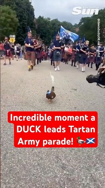 Incredible moment a DUCK leads the Tartan Army parade in Boston
