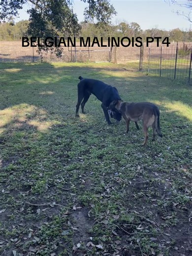 Cane Corso is the king of the yard BUT the Belgian Malinois is a fierce competitor. She will challenge any dog at any time. She doesn’t care what the breed is. That’s why I love the Belgian Malinois. But ultimately in the end a Cane Corso is a different beast! #fyp #belgianmalinois #trending #canecorso