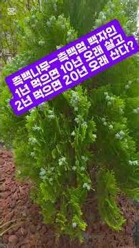 측백나무 효능 온갖 질병을 예방하고 몸에 향기가 나고 머리가 검게되고 뼈가 튼튼해진다