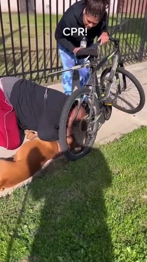 We should all learn CPR! I always know get scared that some people stage things for social media. This looks real. Thank you to this hero. @animalbrandon Good samaritan performs CPR on a dog, effectively saving his life. Some heroes don’t wear capes. | Take Me Home