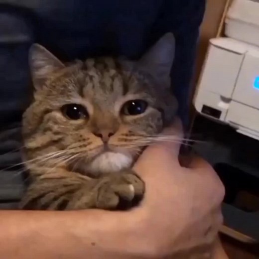 Sadcatcryingondifferentsongs នៅលើ TikTok