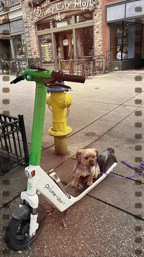 Wild and Mild take on Market Square! 🚦 Charley and Lucy practiced their skills around busy streets, loud sounds, and tons of new distractions — and they handled it like pros. We even bumped into recent grad Finley, and we’re so proud of his mom for keeping up the training! 💪🐾 Call us at 865-320-9076 or visit our website thedogwizard.com/locations/tn/knoxville to schedule your FREE evaluation to see which program might be right for you and your dog! | The Dog Wizard