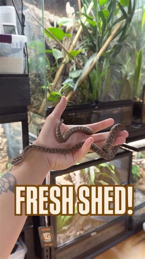 Paul Magpayo on Instagram: "Baby Bredli fresh of a shed! Reallly like her circular pattern and brick red color! #reptiles #bredli #python #carpetpython #morelia"