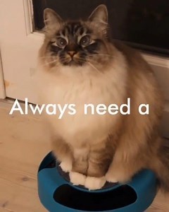 A message from this queen kitty 👑 Insta: @Missenell | Genius Litter