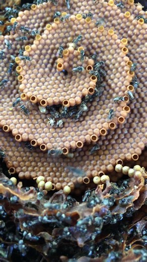 native bee queens #bushbees | bee