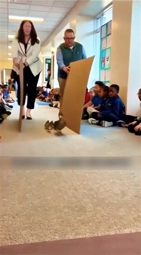 A School Stops Everything to Help a Duck Family! 🦆❤️ #facts