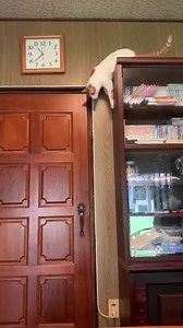 Smart cat 🐱 | The World Of Awesome Pictures