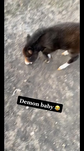 The Unique Life of Miniature Donkeys on the Farm