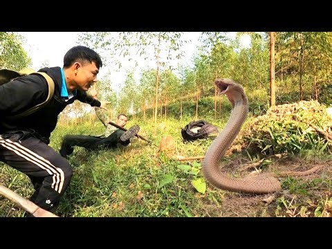 A terrifying battle between 2 hunters and 3 ferocious king cobras in the forbidden forest.