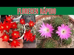 🌵🌸Cactus with Flowers that Bloom Quickly and Without Complications