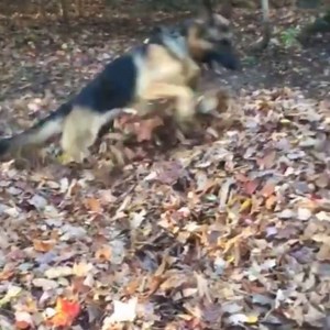 What do YOU like best about fall? ;) 😍 | The Daily Acorn