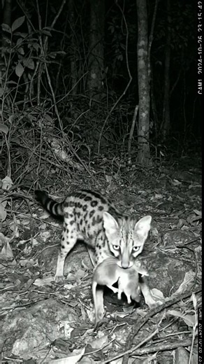The Linsang: A forgotten ancestor of domestic cats? #linsang #facts