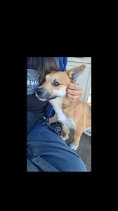 1.5K views · 33 reactions | @woofers_in_need with BRITTNEY! "They...