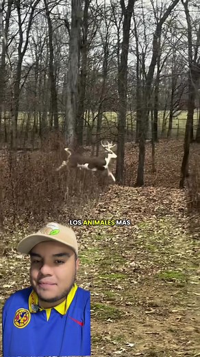 Venado único en el mundo: Descubre su singularidad