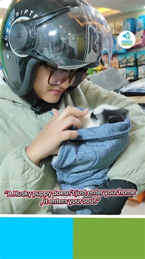 Blue Eyes Black & White Siberian Husky Puppies Available | Indreni Pet Zone Nepal 🇳🇵