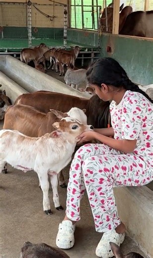 "Meet the world’s most unique miniature cattle." #viral #shortsviral #youtube #reels #yt #pets
