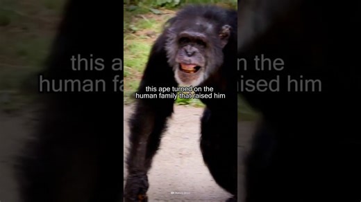 Deadliest ape attacks ever recorded and how to avoid them