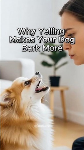 Why Yelling Makes Your Dog Bark More