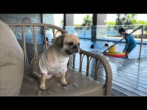 Citadines Roces FULL VLOG│ Walking Tour & REVIEW│ Pet-Friendly Hotel in Metro Manila