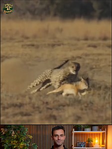 Cheetah and Coyote | Jungle Key Baatay