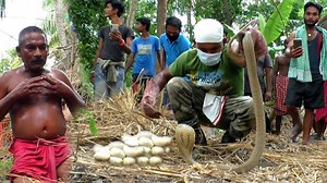 11K views · 110 reactions | Beautiful Animals - Indian Cobra protecting her eggs।नागिन अपने अंडो की रक्षा करते नहीं देखा होगा | Thế giớ động vật | Facebook