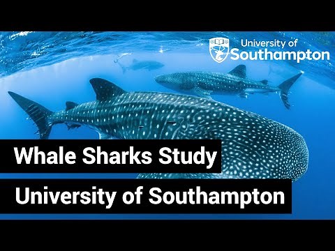 Whale Sharks Study | University of Southampton