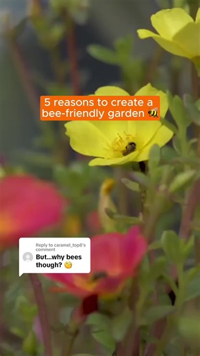 Replying to @caramel_top8 No bees, no buzz. 🌷🐝 Here’s why a buzzing, bee-friendly backyard is a must!